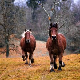 chevaux de traie