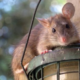 L’efficacité des ultrasons sur les rats