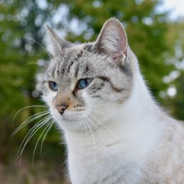 Partir en vacances avec son chat conseils