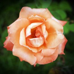 fleur saint valentin
