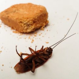 infestation par les cafards