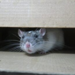 éradiquer les rats