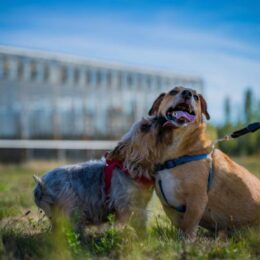 Pension pour chien